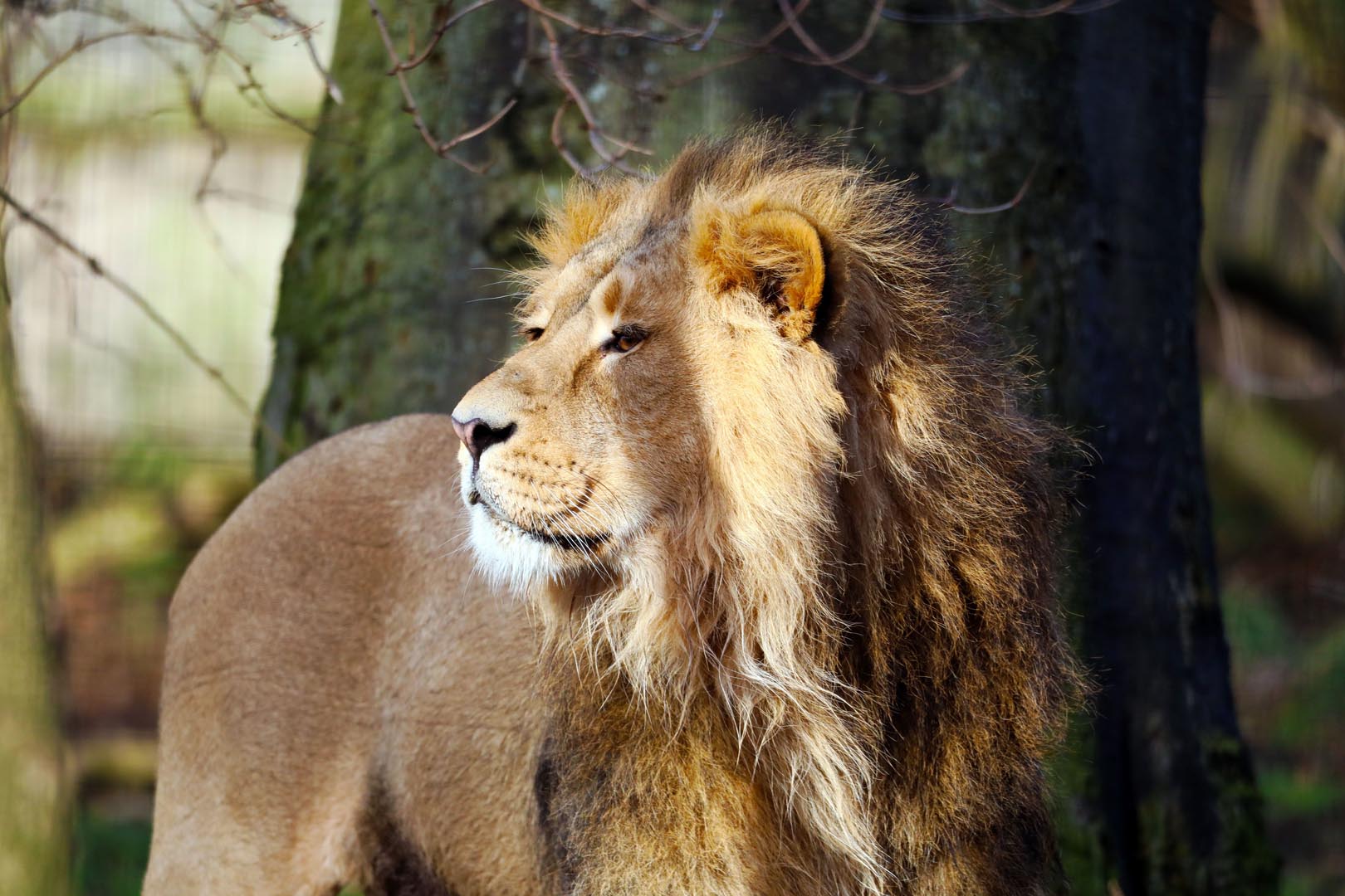 Asiatic lion Jayendra looking to the side in the sun. IMAGE: Amy Middleton (2022)